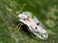 Corythucha ciliata_имаго_7